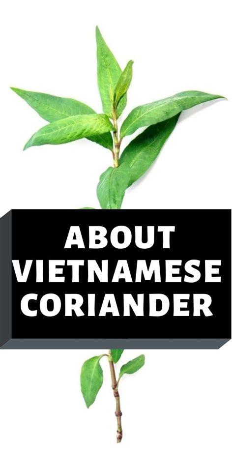 Vietnamese Coriander - How Do You Use, Care And Growing | Gardender