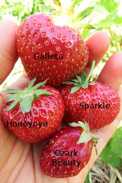 Our favorite strawberry varieties