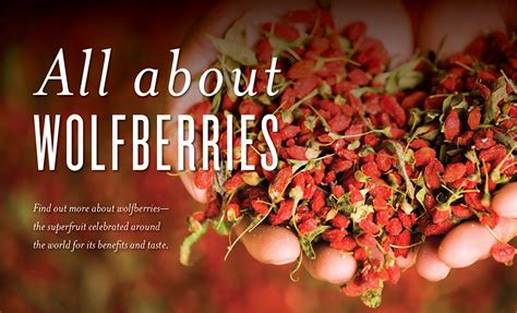 How to use Wolfberries Infographic