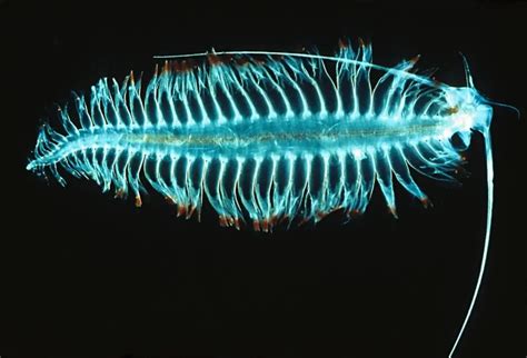 Top 10 Amazing Bioluminescent Animals on Planet Earth