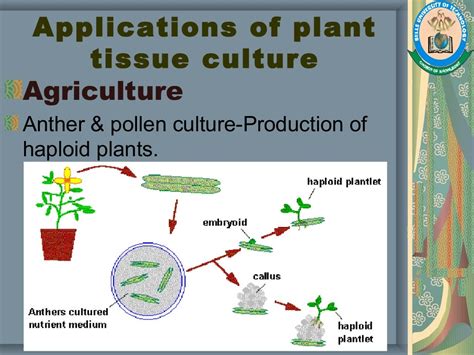 Plant Tissue Culture, Methods and Applications