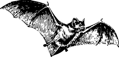 Vampire Bat Drawing Photo - Drawing Skill