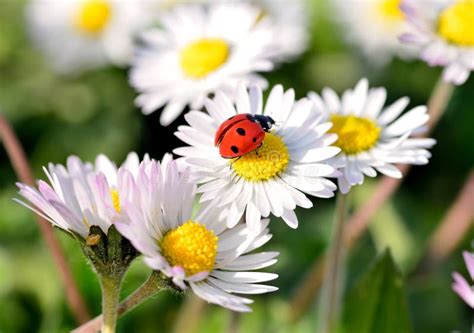 Ladybug on daisy flower stock image. Image of flora, bright - 39245299