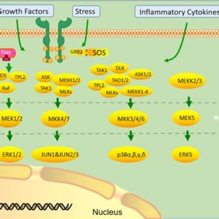 Different MAPKs associate with specific MAPK kinase (MAPKK) and MAPK ...