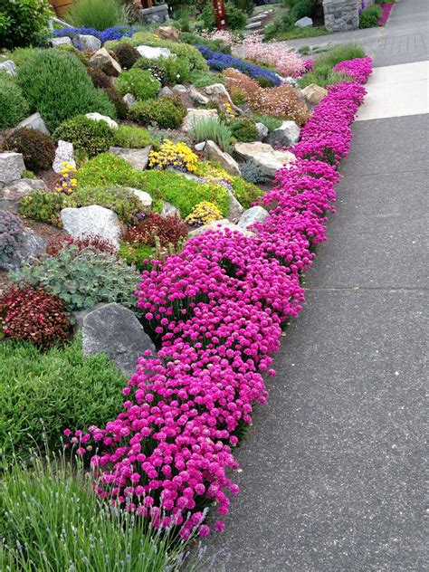 Rockery Plants Beginning With A - Garden Plant