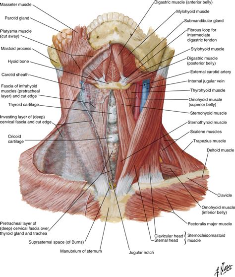 Neck Masses | Radiology Key