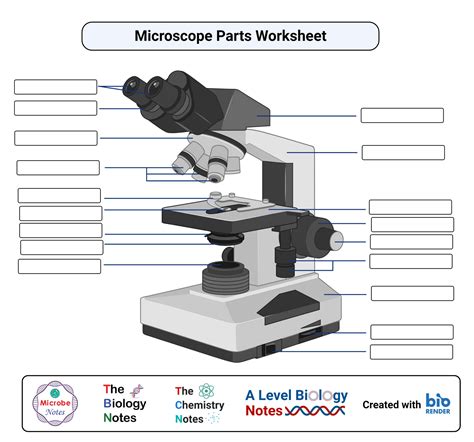 Parts Of A Microscope And Their Function