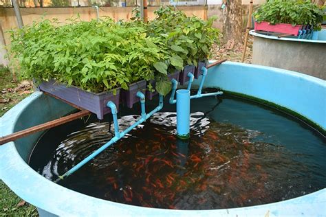 Hydroponic Herb Garden Fish Tank | Fasci Garden