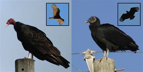 Outdoor Illinois Journal: Managing Black Vulture Damage in Illinois