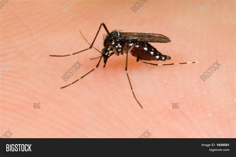 Asian Tiger Mosquito Image & Photo (Free Trial) | Bigstock