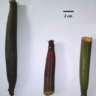 Types of propagule cuttings (A0: complete propagule; A1: top part of ...