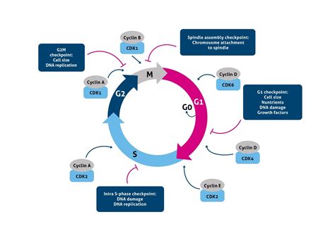 Cell Cycle Cyclin D