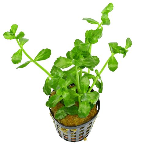 Bacopa monnieri | Aquasabi - Aquascaping Shop