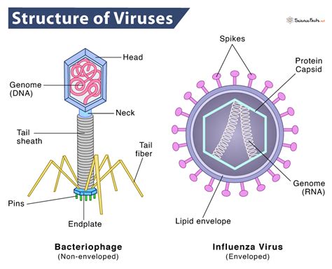 Virus Structure Diagram