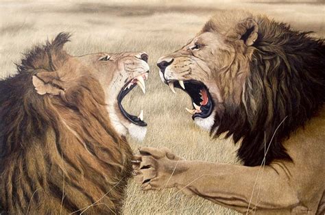 Fighting Lions | Life art, Big cats art, Wildlife