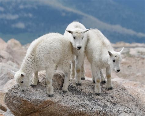 Three Baby mountain goats atop Mt. Evans - Shetzers Photography