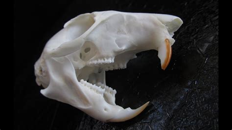 Eastern Fox Squirrel Skull (Sciurus niger) - YouTube