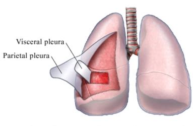 Parietal pleura - Location, Function, Description and Pictures