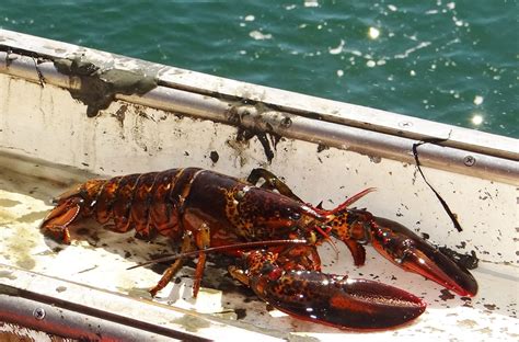 Creature Feature: The Maine Lobster