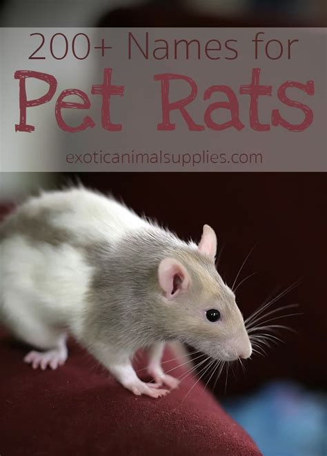 Pet Rat Names - Male, Female, & Pairs - Exotic Animal Supplies | Pet ...