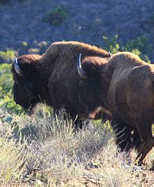 Wildlife - Catalina Island Ecosystem