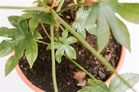 Japanese Aralia (Fatsia Japonica): Indoor Plant Care & Growing Guide