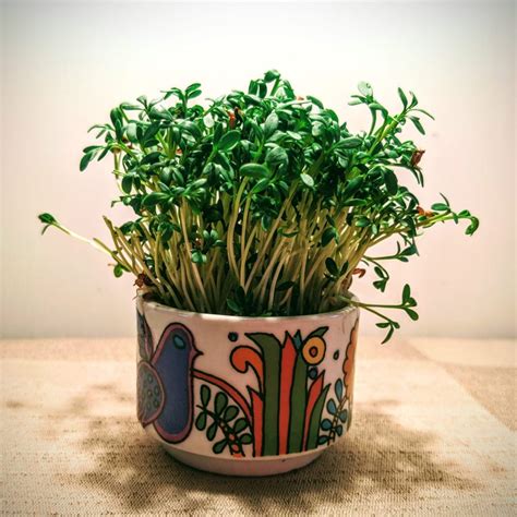 Garden Cress – an under-rated microgreen – Cottage Cookbook