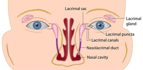 Lacrimal Bone - The Definitive Guide | Biology Dictionary