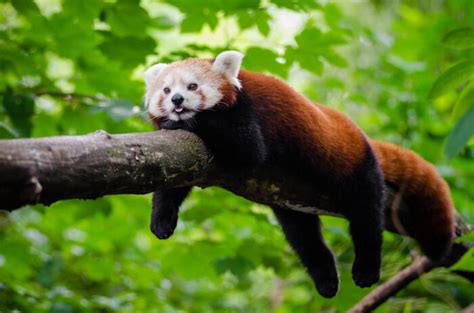 Red Panda: Characteristics and Conservation Status