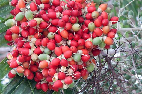 Palm Tree Seeds 1 Photograph by June Goggins