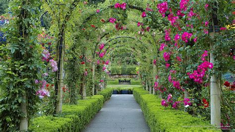 Morning Glory, lovely, fences, gardens, house, unique, flowers, animals ...