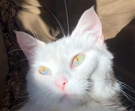 Cat Chit Chat: Sectoral heterochromia in an all-white cat