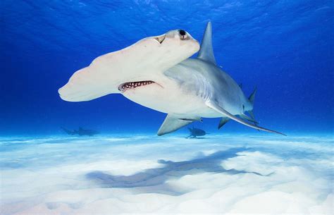 Fun Facts About Hammerhead Sharks for Kids : sharks