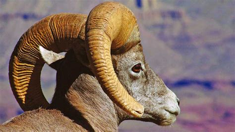 Bighorn Sheep - Grand Canyon National Park (U.S. National Park Service)