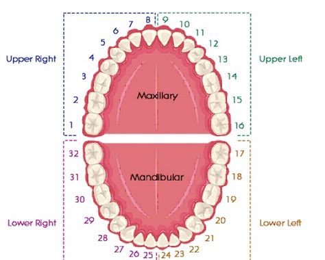 Adult Tooth Numbering System