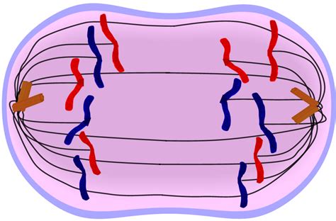 Anaphase