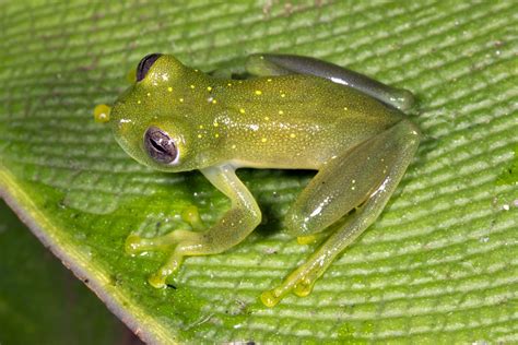 Glass frog: characteristics, habitat, feeding and reproduction