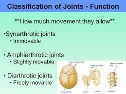 Joints Flashcards | Quizlet