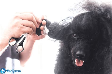 Matted Dog Hair: What To Do - PetLovers