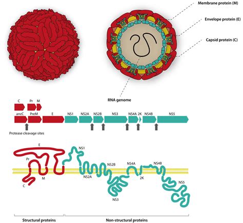 The Continued Challenges of Flavivirus Serology - The Native Antigen ...