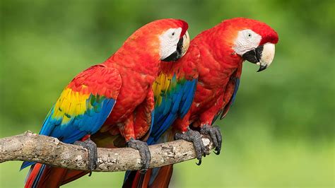 Two Red Blue Yellow Parrots Are Sitting On Tree Branch In Green ...