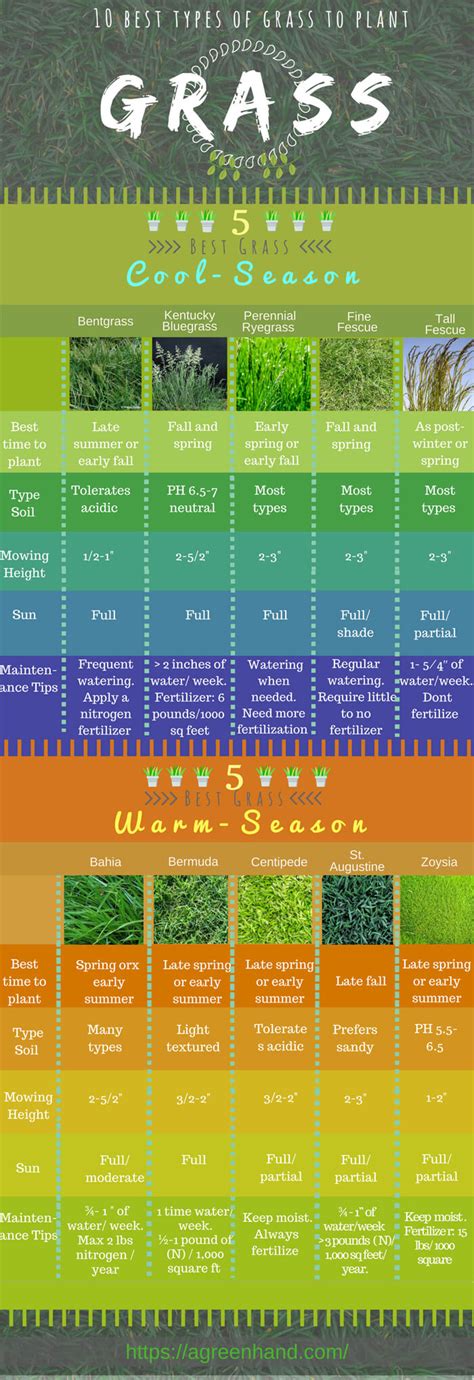 Which type of grass should I get for my lawn? | GreenPal