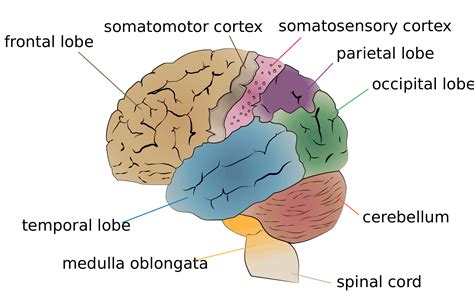 Temporal Brain Lobe | Position, Structure, Function, Role & Summary