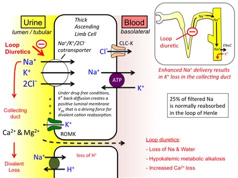 loop_diuretics [TUSOM | Pharmwiki]