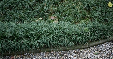 How To Grow Monkey Grass aka Ophiopogon Japonicus