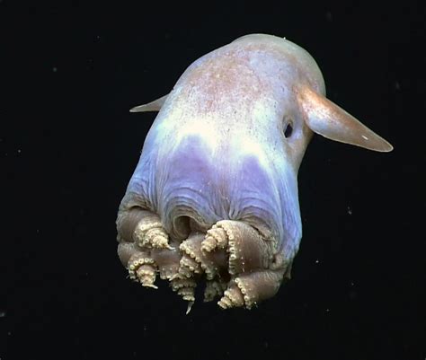 First-Ever Video of Baby 'Dumbo' Octopus Shows They’re Fully Formed ...