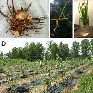 Propagules obtained using different agamic propagation methods. Rhizome ...