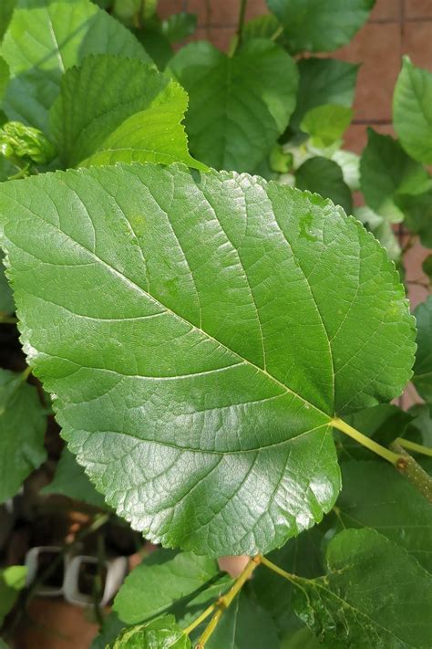 Dried Red Mulberry Leaves Morus rubra leaf Freshly Picked | Etsy