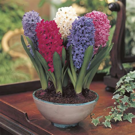 Mixed Prepared Hyacinth Bulbs | Buy Online | Boston Bulbs