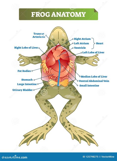 Frog Anatomy Vector Illustration | CartoonDealer.com #31976166